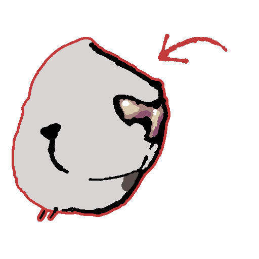 a white cat snout, facing the right. his whiskers are visible and he appears to be smiling. there is a red outline around his snout and an arrow pointing to it